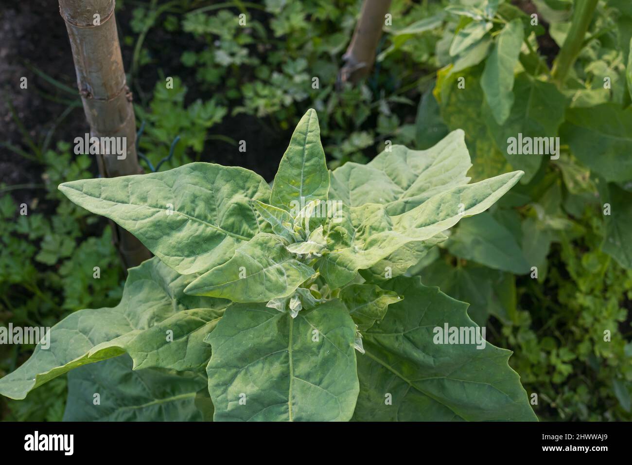 Espinacas plantan crecer en el huerto al aire libre en verano en España Foto de stock