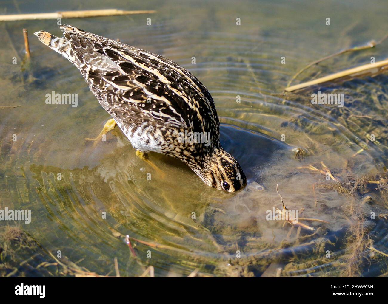 African Snipe, Parque Nacional Kruger Foto de stock