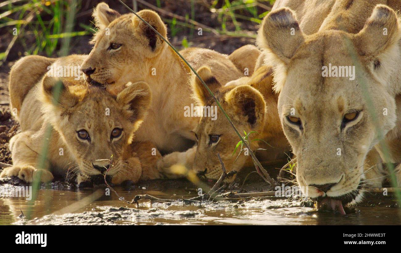 SURVIVING PARADISE: UN CUENTO FAMILIAR, leones en el desierto de Kalahari,  África, 2022. © Netflix / Cortesía Everett Collection Fotografía de stock -  Alamy