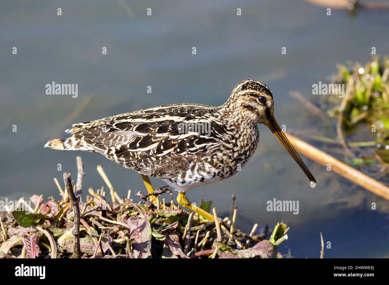 African Snipe, Parque Nacional Kruger Foto de stock