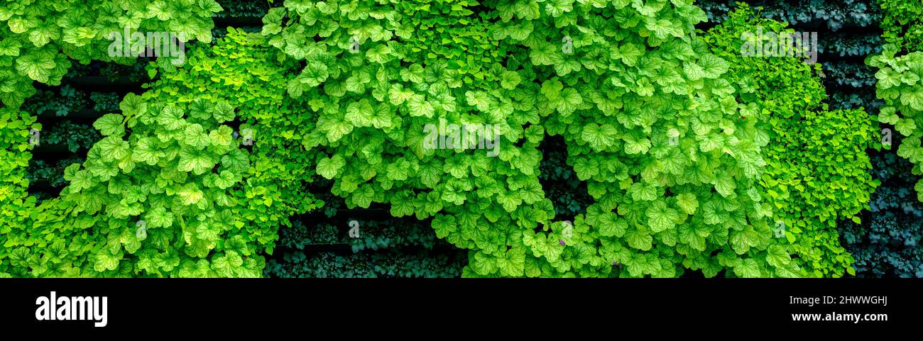 Pared verde de planta vertical, cerca de las plantas utilizadas en una pared ecológica, encabezado de pancarta con copyspace Foto de stock