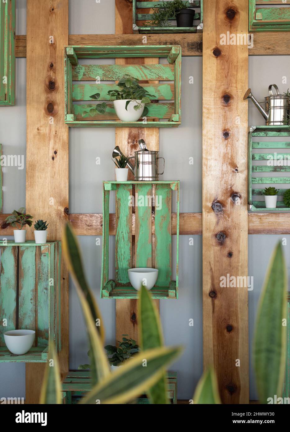 Decoración verde con bansevarca trifasciatta, lengua materna delante de  tablas de pino, cajas de madera pintadas de verde y blanco cuencos de  cerámica Fotografía de stock - Alamy