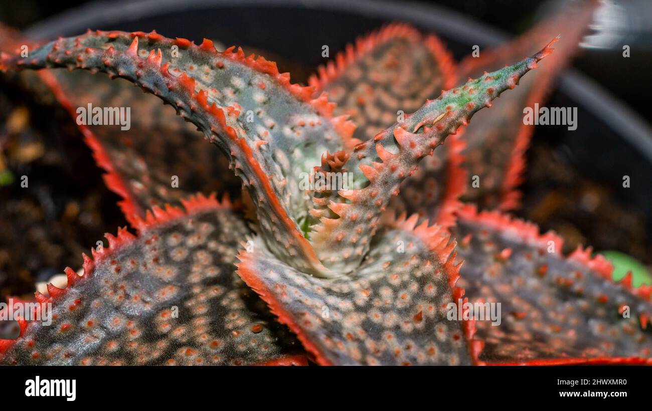 Aloe donnie en detalle con hojas rojas serradas. Hermoso color de planta  suculenta híbrida Fotografía de stock - Alamy