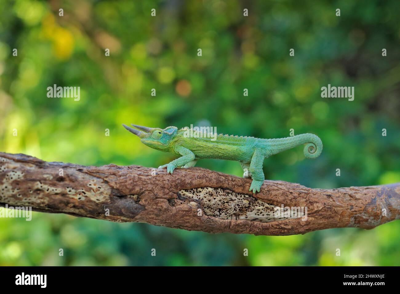 El camaleón de Jackson, Trioceros jacksonii, sentado en la rama del hábitat del bosque. Exótico hermoso reptil verde endémico con cola larga de Madagas Foto de stock