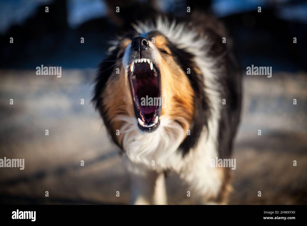 Perro peligroso está ladrando Fotografía de stock - Alamy