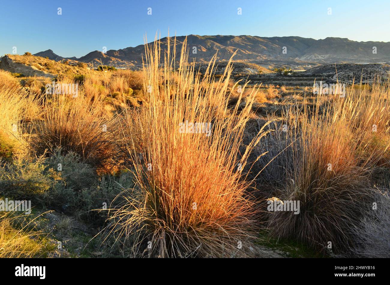 Paisaje árido de césped con colinas del desierto de Tabernas, uno de los verdaderos semidesiertos de Europa situado en Almería sur de España. Foto de stock