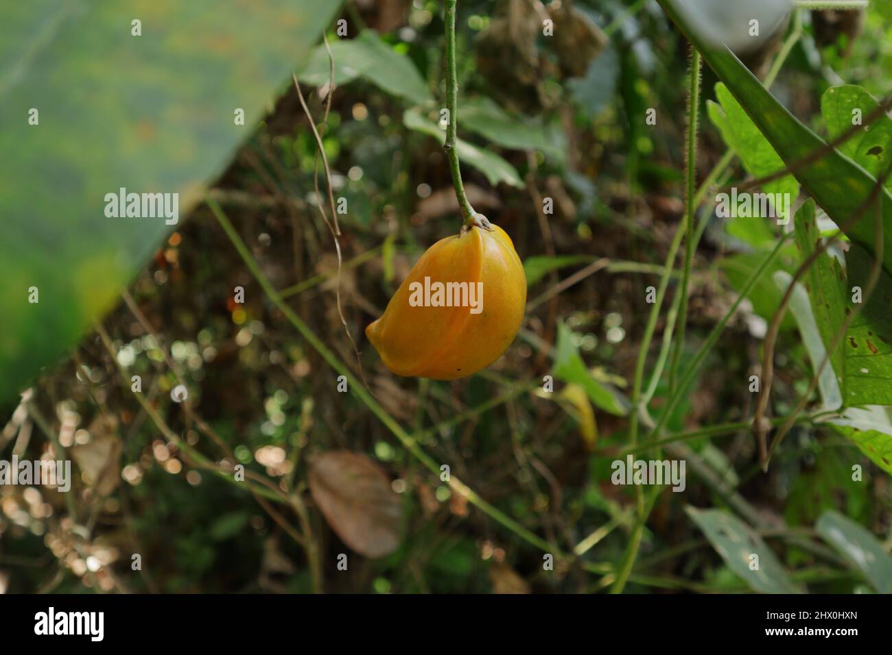 Primer plano de una manzana de Eva colgante o fruta prohibida (Tabernaemontana dicotoma) Foto de stock