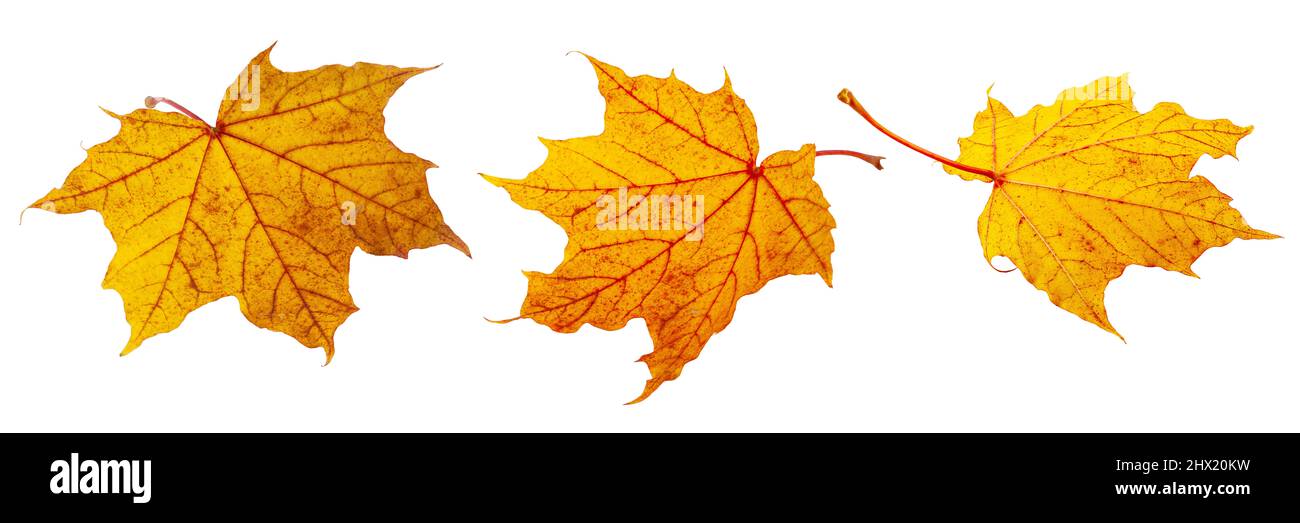 conjunto de hojas amarillas de otoño aisladas sobre fondo blanco Foto de stock