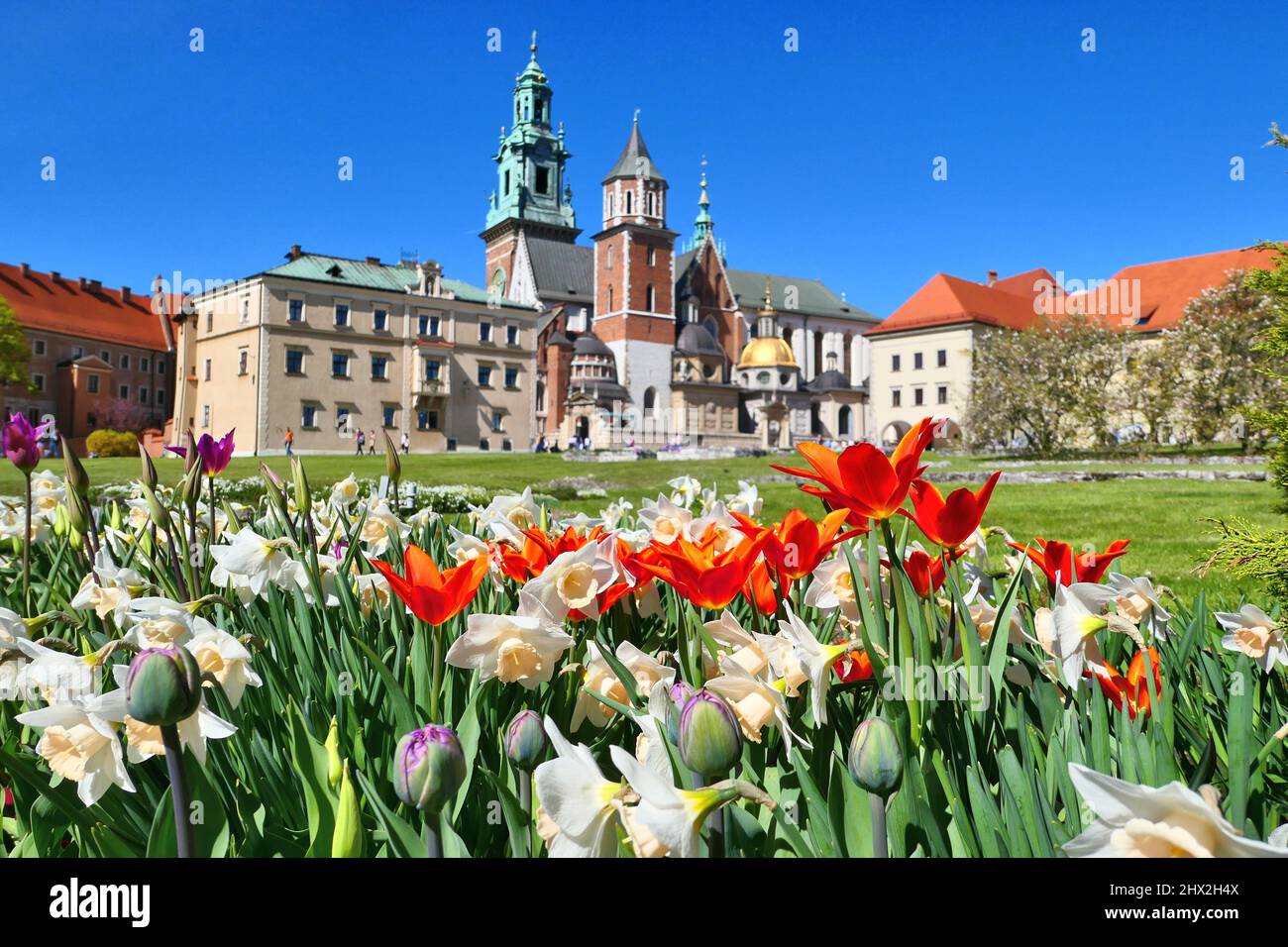 Castillo de Wawel y flores de tulipanes en Cracovia, Polonia durante la primavera. Enfoque selectivo en las flores. Foto de stock