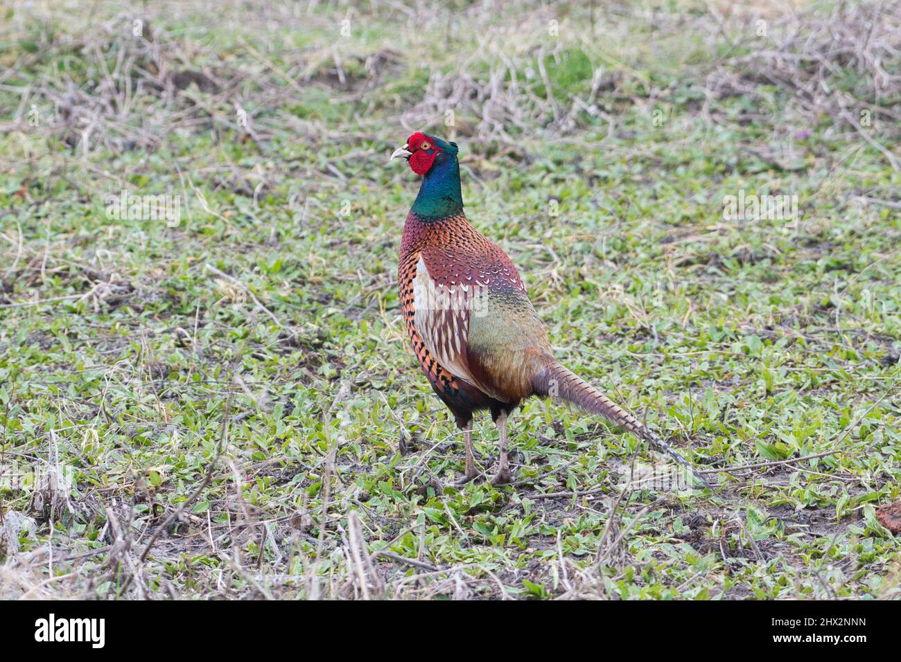 Faisán común masculino (Phasianus colchicum). Este individuo no tiene