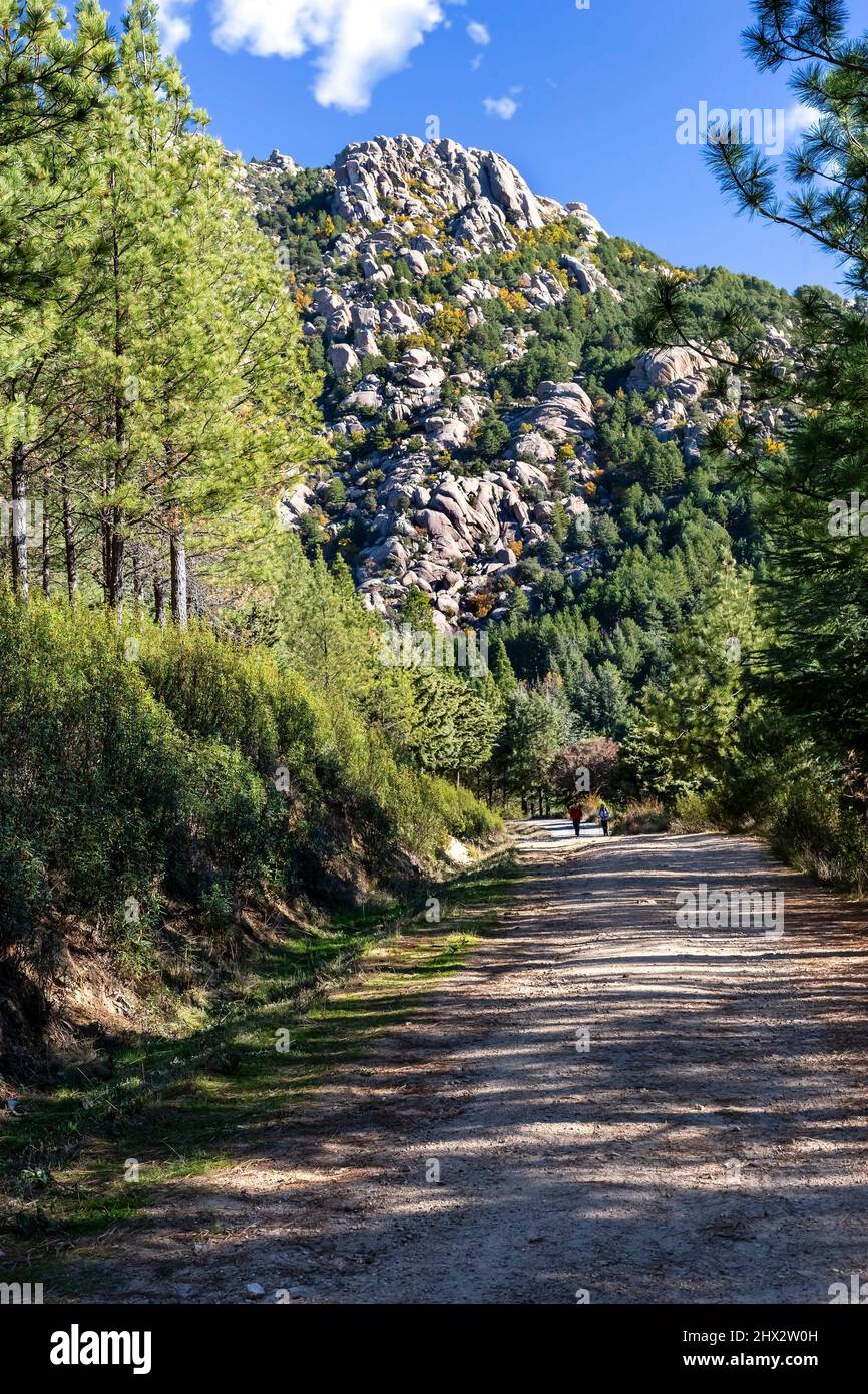 Pinos y camino a los acantilados de Little Bird en el Parque Regional de Pedriza. Montañas Guadarrama. Madrid. España. Europa. Foto de stock