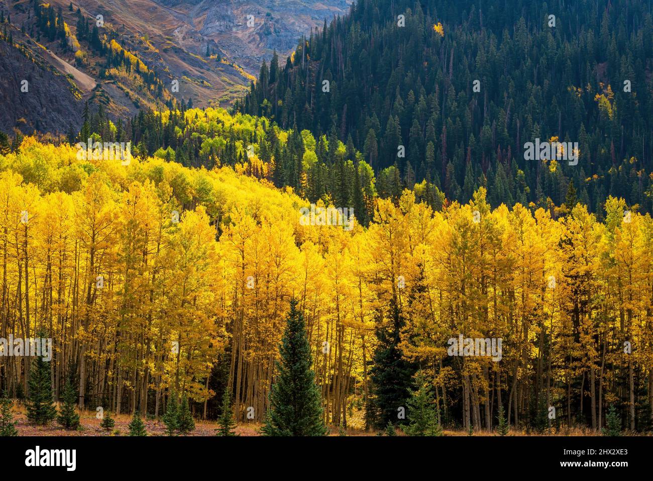 Montañas de San Juan Aspens en el otoño de Colorado, Estados Unidos. Foto de stock