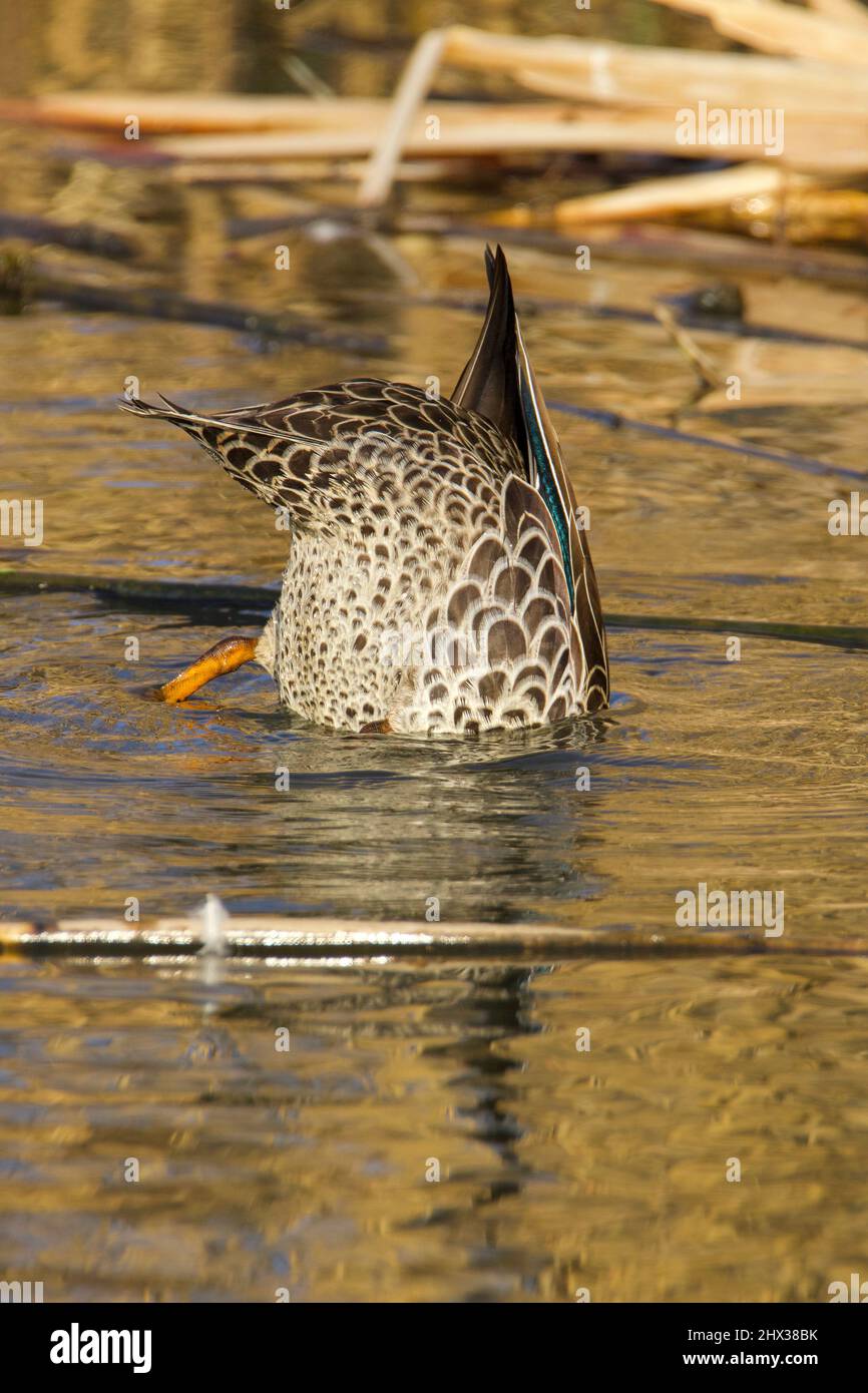 Pato de pico amarillo, Parque Nacional Kruger Foto de stock