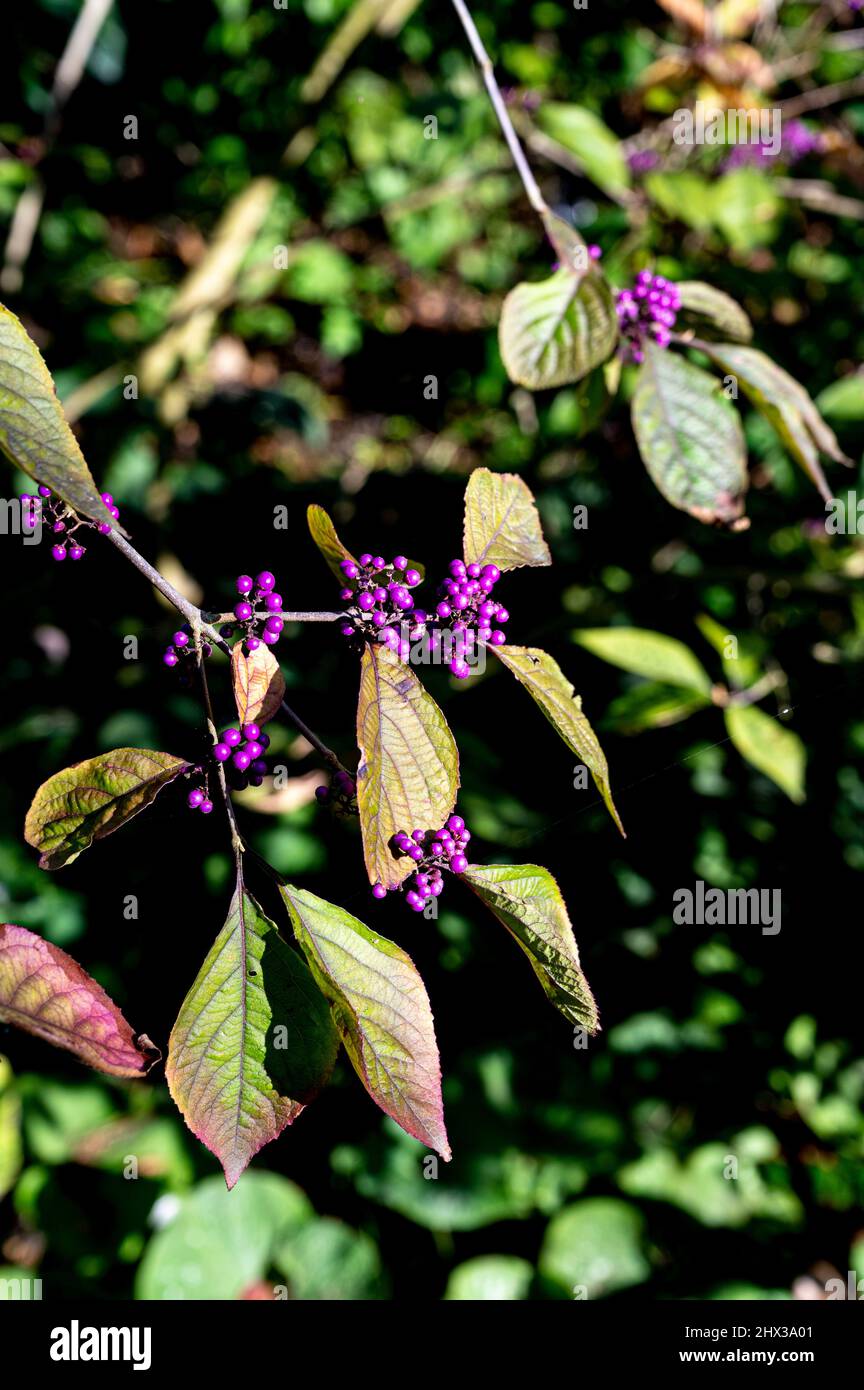 Callicarpa bodinieri var. Giraldii profusión, profusión de bayas, Lamiaceae, bayas púrpuras. Foto de stock