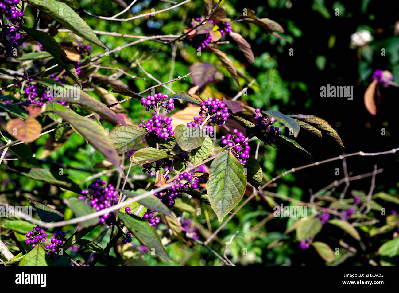 Callicarpa bodinieri var. Giraldii profusión, profusión de bayas, Lamiaceae, bayas púrpuras. Foto de stock