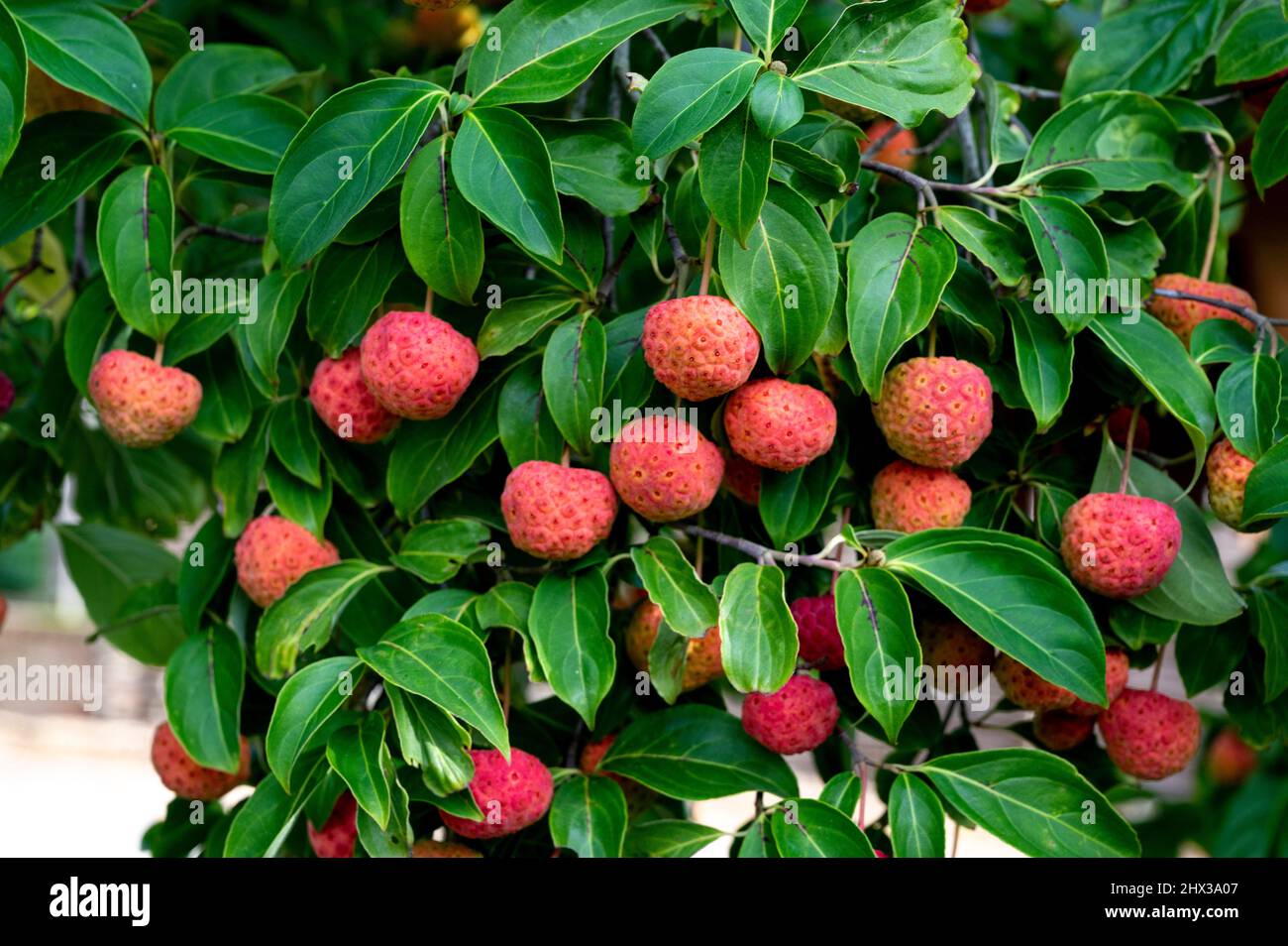 Arbutus unedo, árbol de fresa de Killarney, árbol de fresa, fresa dálmata, Ericaceae. Fresa roja como frutas en otoño. Foto de stock