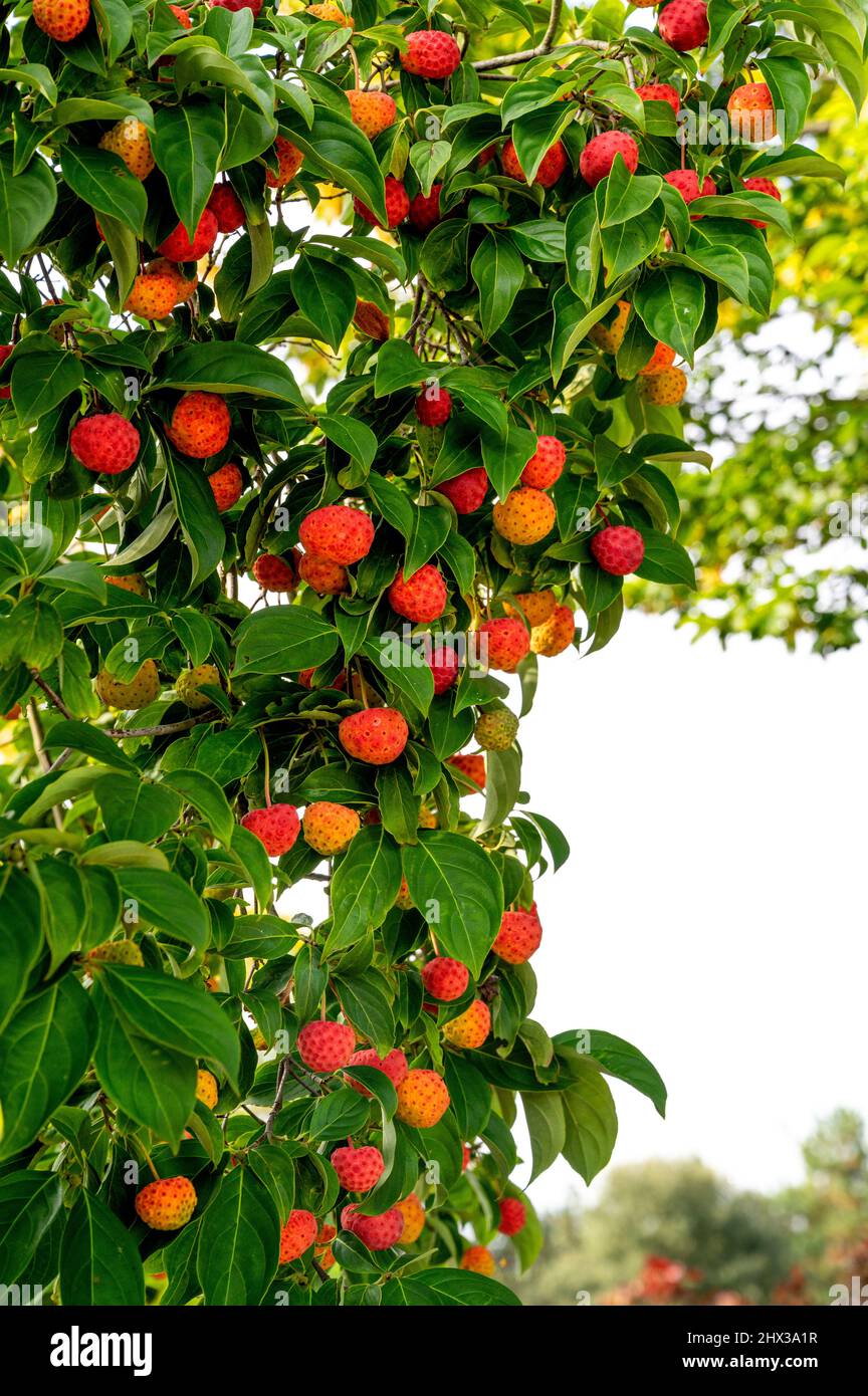 Arbutus unedo, árbol de fresa de Killarney, árbol de fresa, fresa dálmata, Ericaceae. Fresa roja como frutas en otoño. Foto de stock