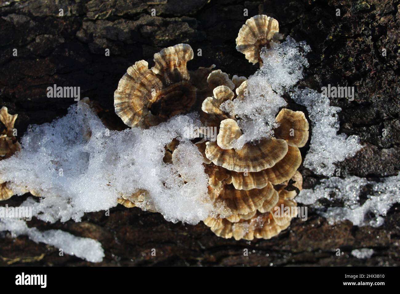 Setas de cola de pavo en un tronco con nieve en Linne Woods en Morton Grove, Illinois Foto de stock