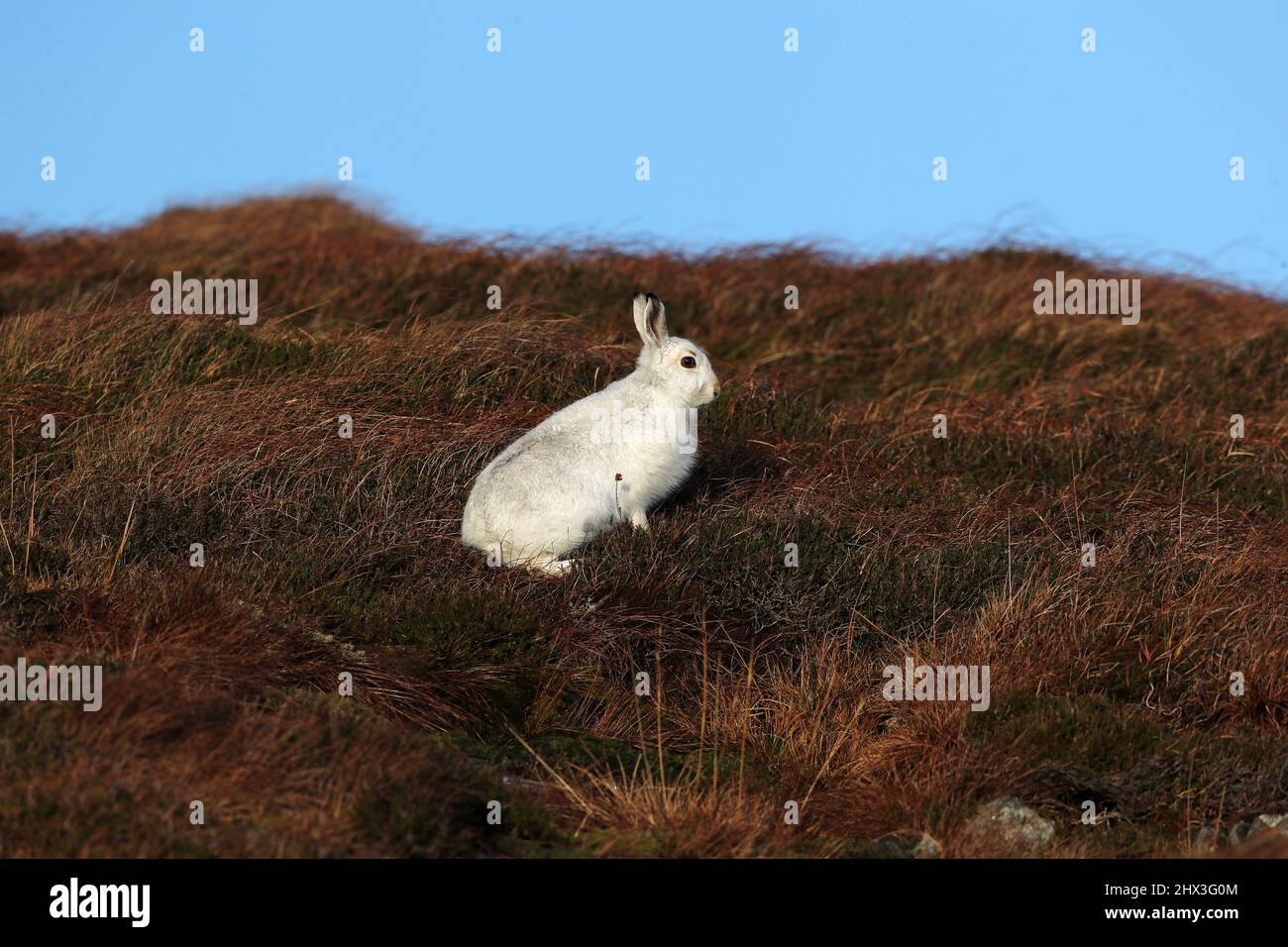 Hare de montaña, Lepus timidus, en abrigo de invierno blanco, Shetland, Escocia, Reino Unido Foto de stock