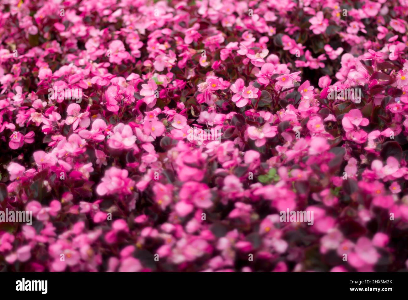 Flores de color rosa Foto de stock