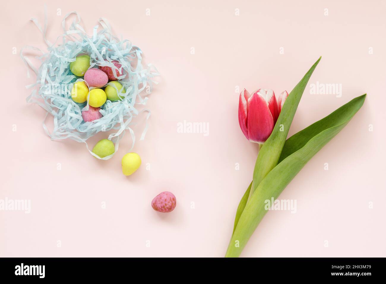 Un tulipán rojo y mini huevos de chocolate de colores Foto de stock
