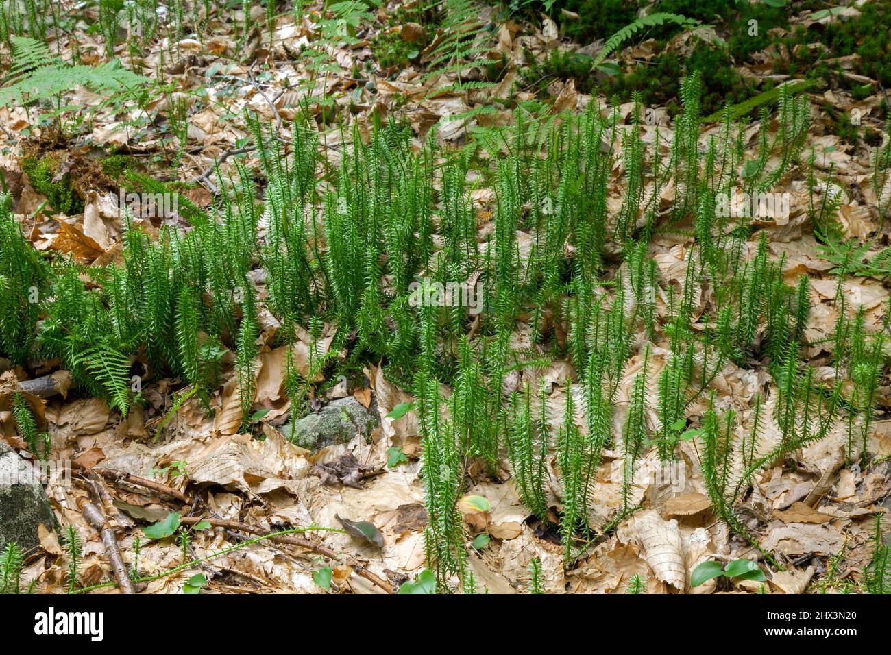 Tiesos Clubmoss creciendo en un bosque de madera dura del norte en las montañas Pocono de Pennsylvania Foto de stock
