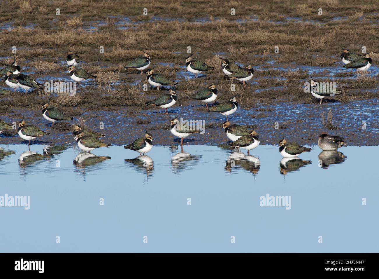 Lapwing (Vanellus vanellus) se rebaño en un boost en los márgenes de una piscina poco profunda, WWT Steart Marshes reserve, Somerset, Reino Unido, enero. Foto de stock