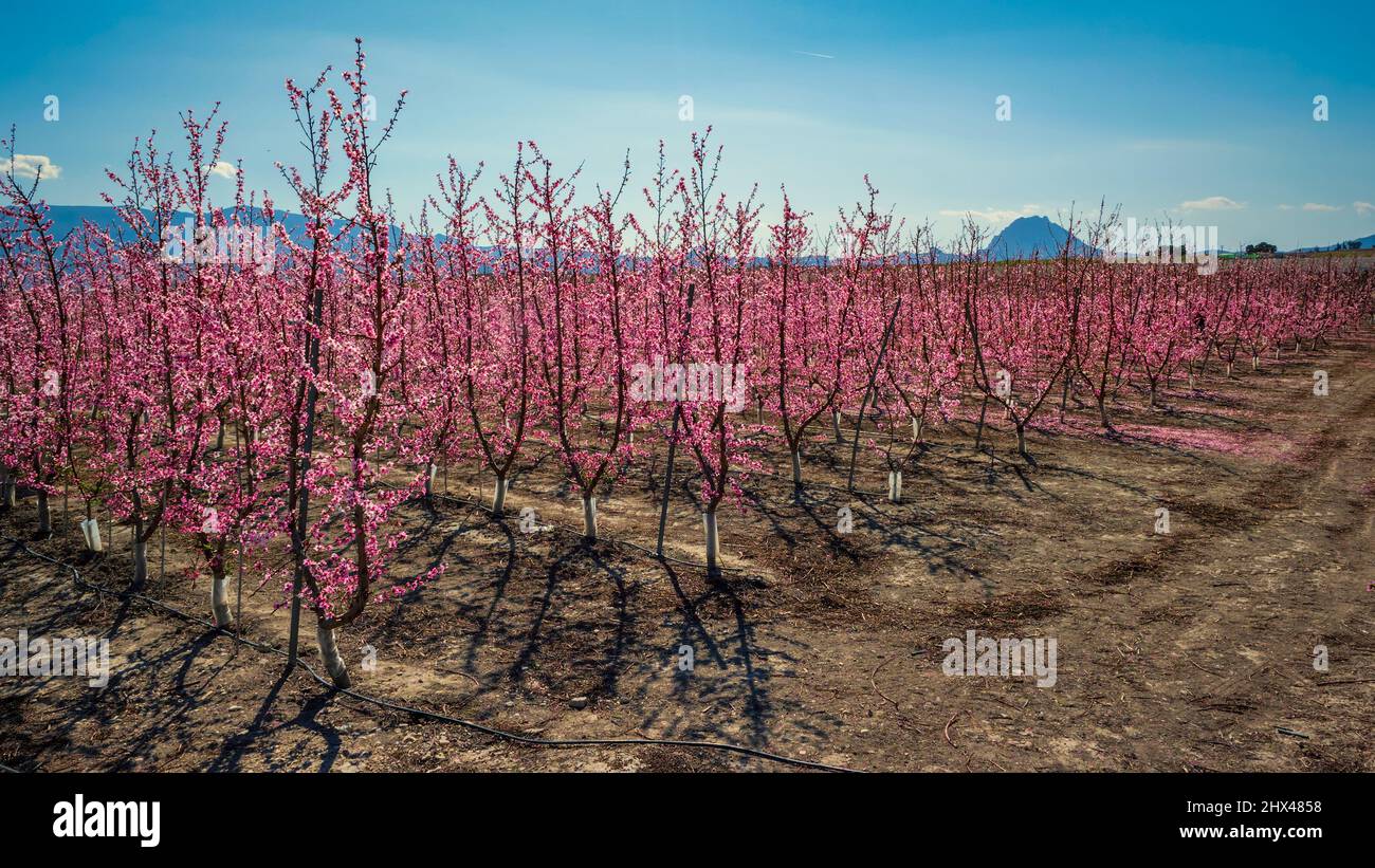 Floración de duraznos en el huerto de la ciudad murciana de Cieza. Foto de stock