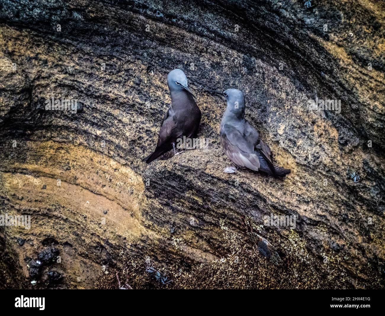 Los noddies marrones luchan por un nido, Isabela, Galápagos, Ecuador Foto de stock