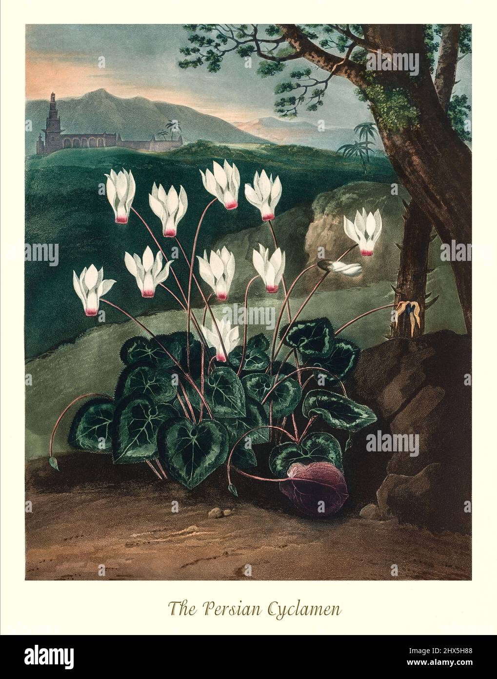 Una ilustración de principios del siglo 19th de un ciclamen persa,  Cyclaminus persica, en el género Cyclamen y la familia Primulaceae. Las  especies de ciclamen son nativas de Europa y de la