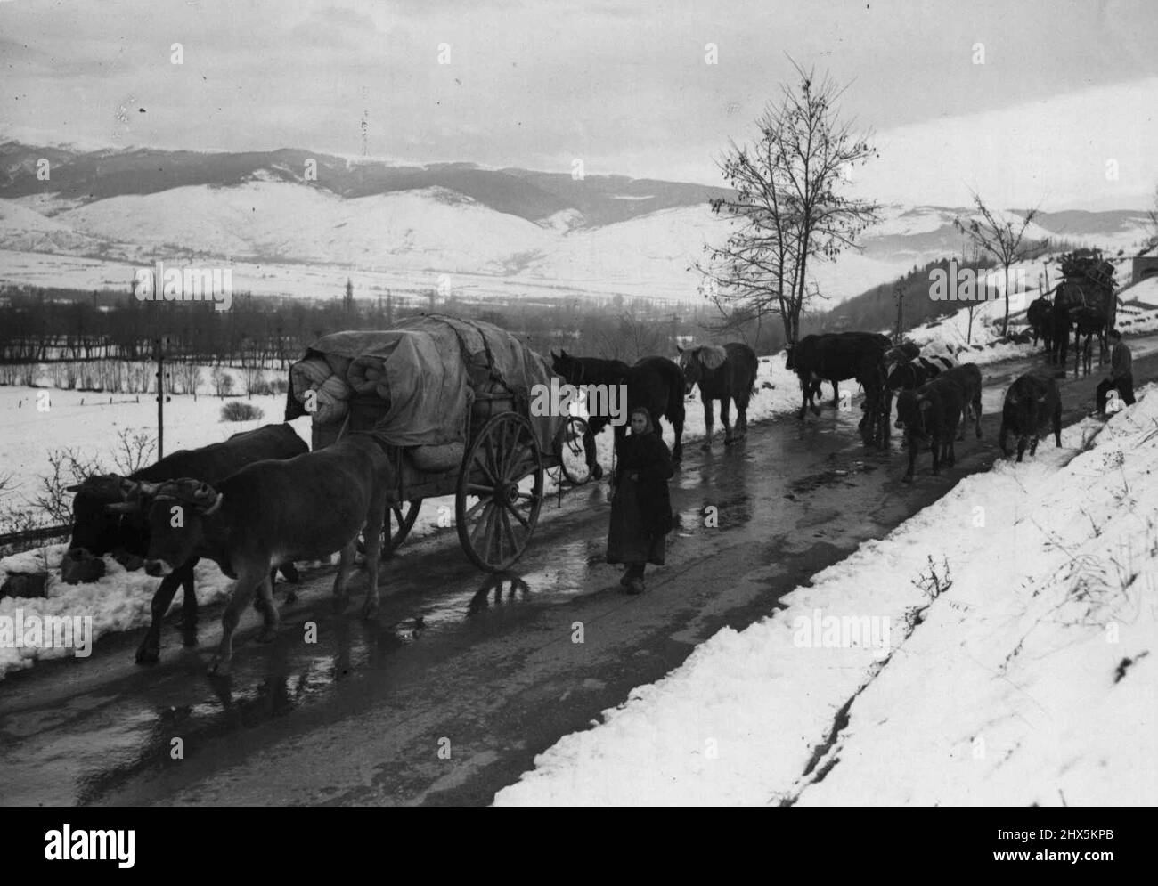 Refugiados Españoles de la Frontera Franco-Española -- Refugiados españoles, agricultores, liderando el ganado y sus carros tirados por buey hacia Ur, en la frontera franco-española. 20 de febrero de 1939. Foto de stock