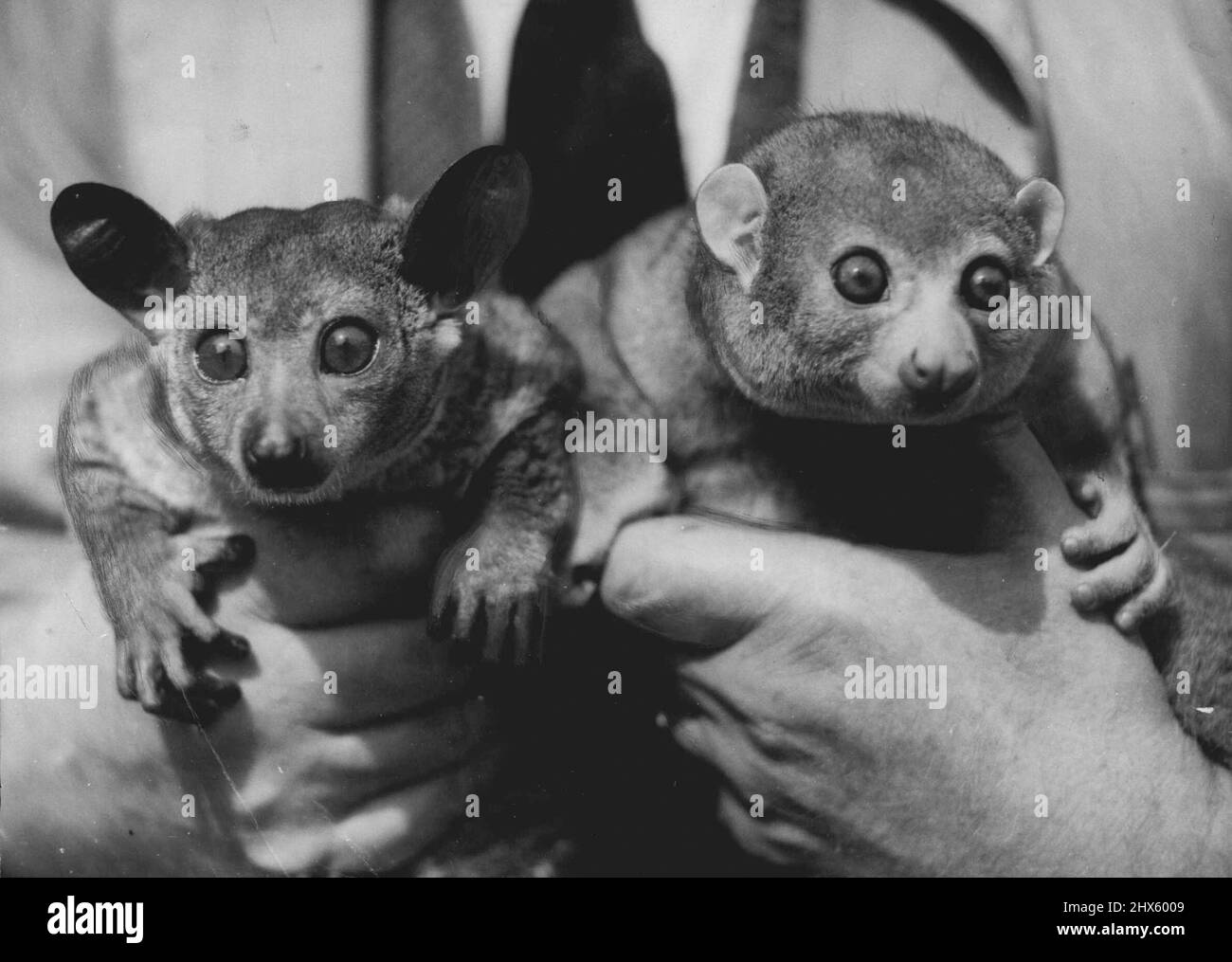 Animal de ojos grandes Imágenes de stock en blanco y negro - Alamy Animal de ojos grandes Imágenes de stock en blanco y negro - Alamy
