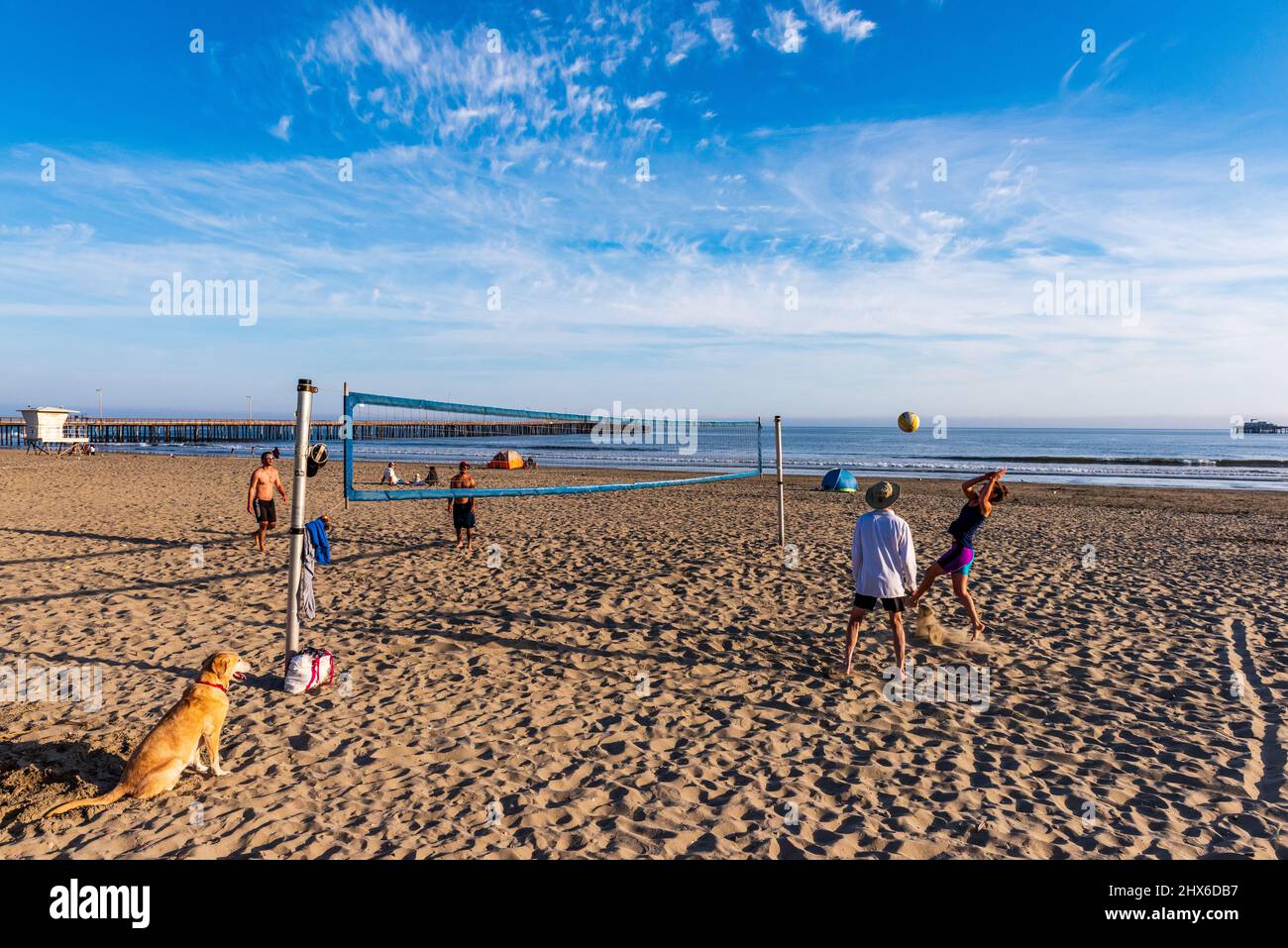 Avila Beach, CA / 3 de abril de 2016: Perro relojes partido de voleibol de playa en la arena. Foto de stock
