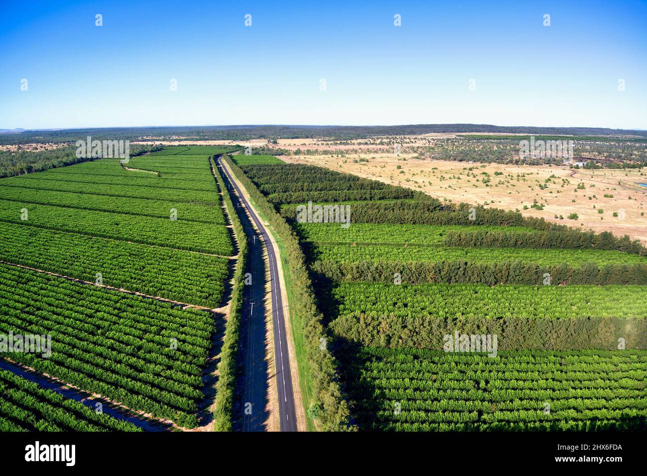 Aérea de 2PH huertos de cítricos en Emerald Queensland Australia Foto de stock