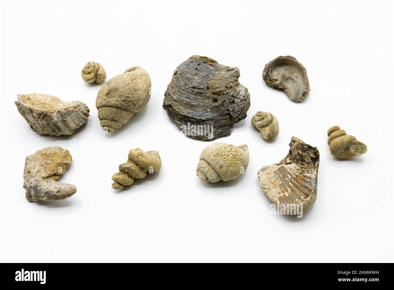Múltiples y varios fósiles marinos como conchas, conches aislados sobre fondo blanco Foto de stock