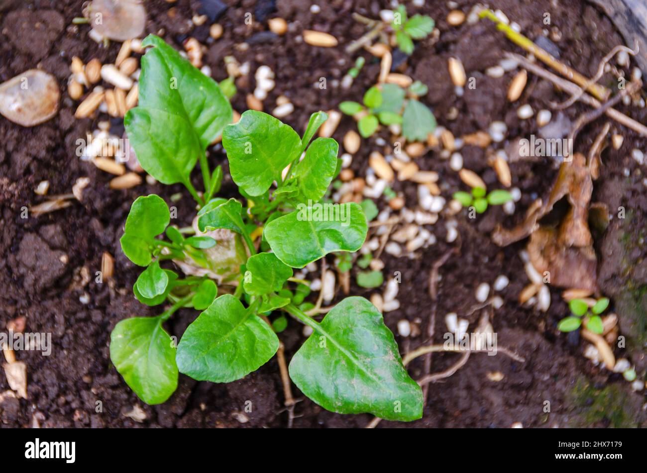 Fotografía de cerca de una planta joven de espinaca que crece en un lecho vegetal. Foto de stock