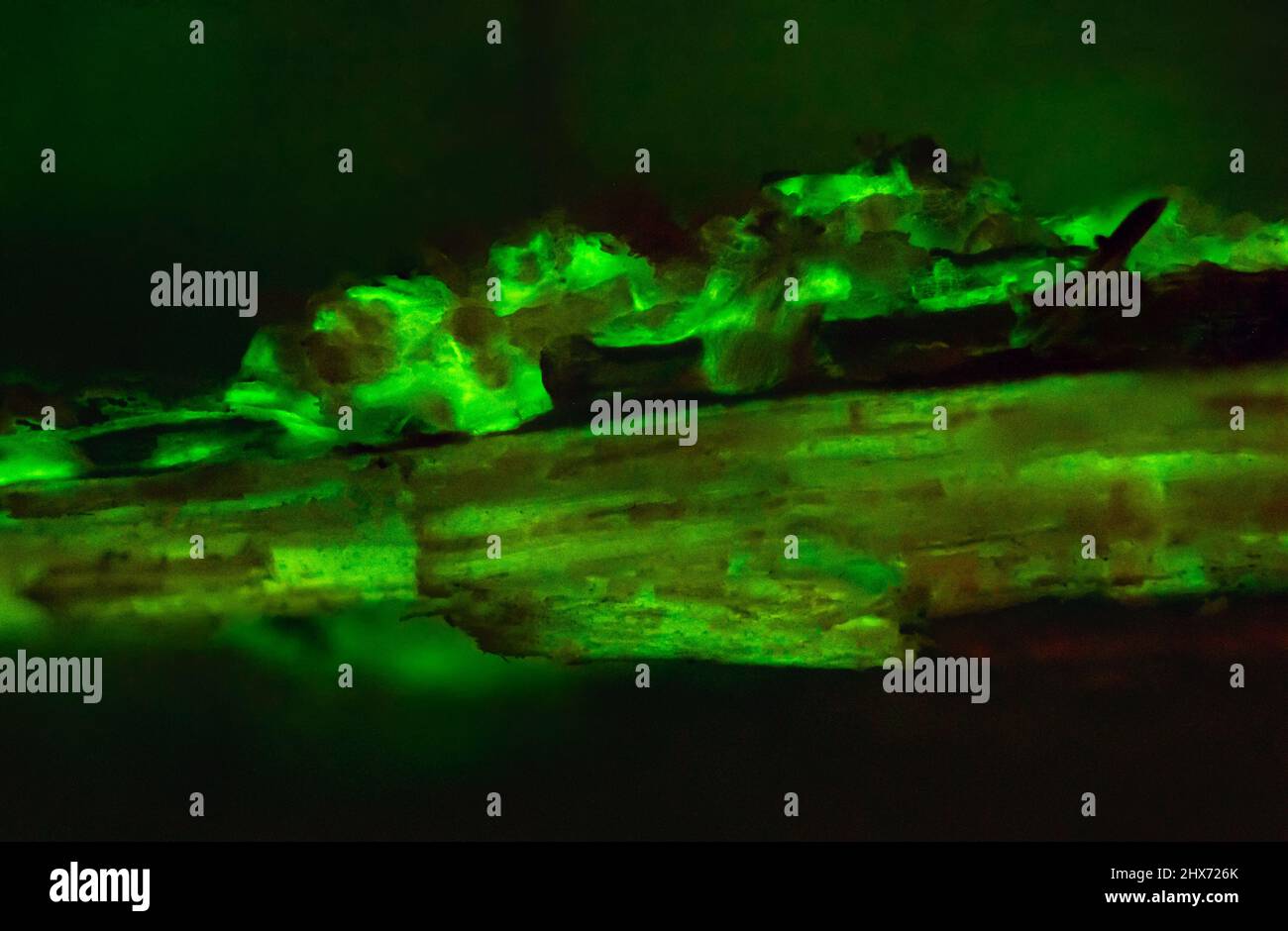 Fondo único textura de madera bioluminiscente brillando en la oscuridad Foto de stock