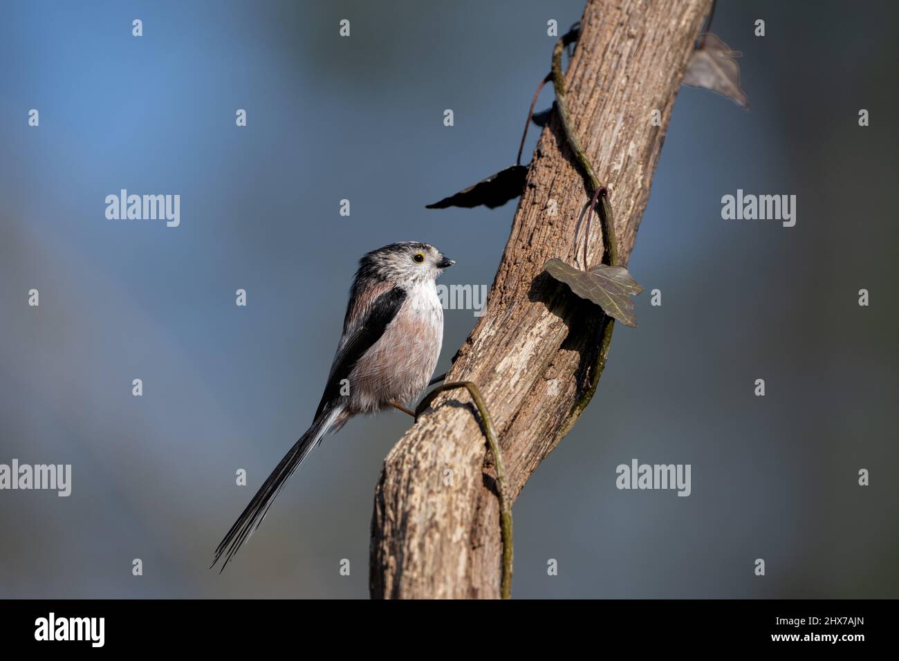 Una tita de cola larga se sienta en el tronco de un árbol Foto de stock
