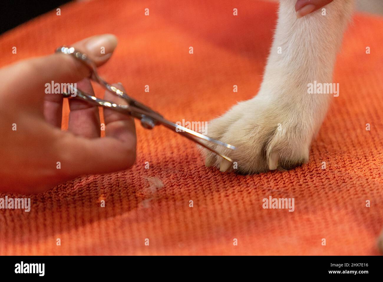 Birmingham, Reino Unido. 10th Mar, 2022. Un gog tiene una pedicura y recorte de última hora en Crufts 2022. Crédito: Peter Lodeman/Alamy Live News Foto de stock