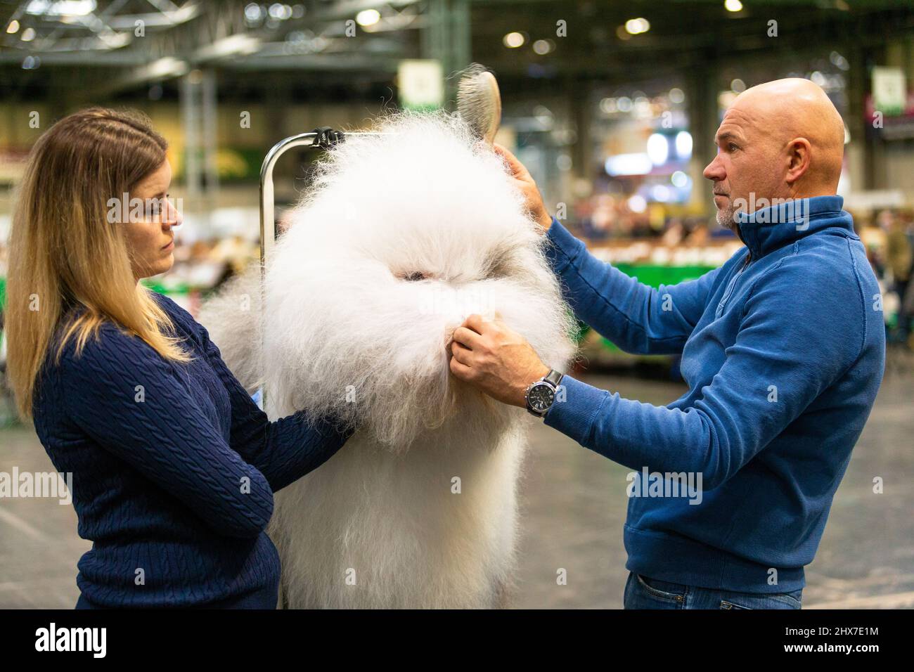 Birmingham, Reino Unido. 10th Mar, 2022. Un viejo perro pastor inglés recibe un cepillo de última hora antes de su momento de gloria en Crufts 2022. Crédito: Peter Lodeman/Alamy Live News Foto de stock