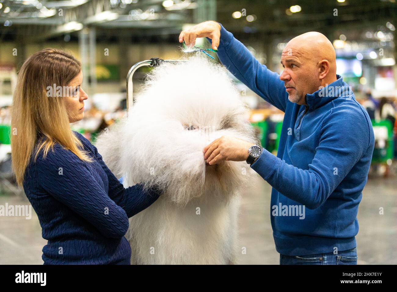 Birmingham, Reino Unido. 10th Mar, 2022. Un Old English Sheepdog consigue un bit-off-the-top de último minuto antes de su momento de gloria en Crufts 2022. Crédito: Peter Lodeman/Alamy Live News Foto de stock