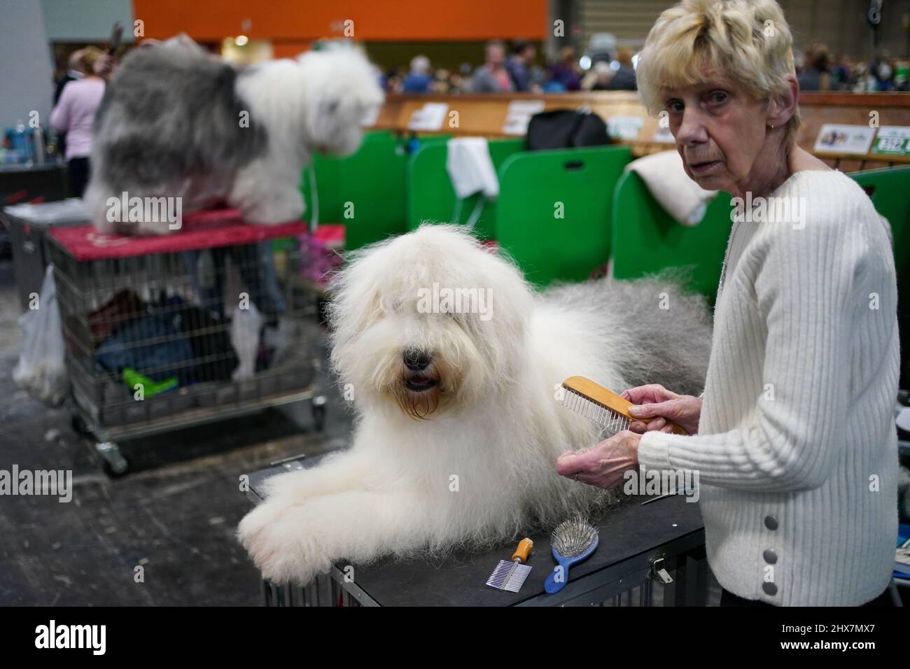 Pastor Ovejero Ingles o Old English Sheepdog. El Viejo Perro