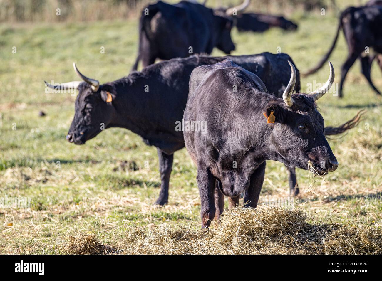 Camargue Bulls (Raco di Biou), Camargue, Provenza, Francia Foto de stock