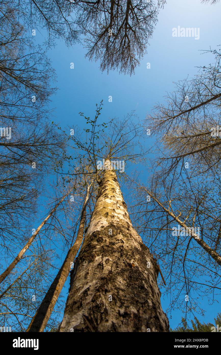 Alcance hacia arriba. Mirando hacia un cielo azul brillante en un bosque de árboles sin hojas a principios de la primavera Foto de stock