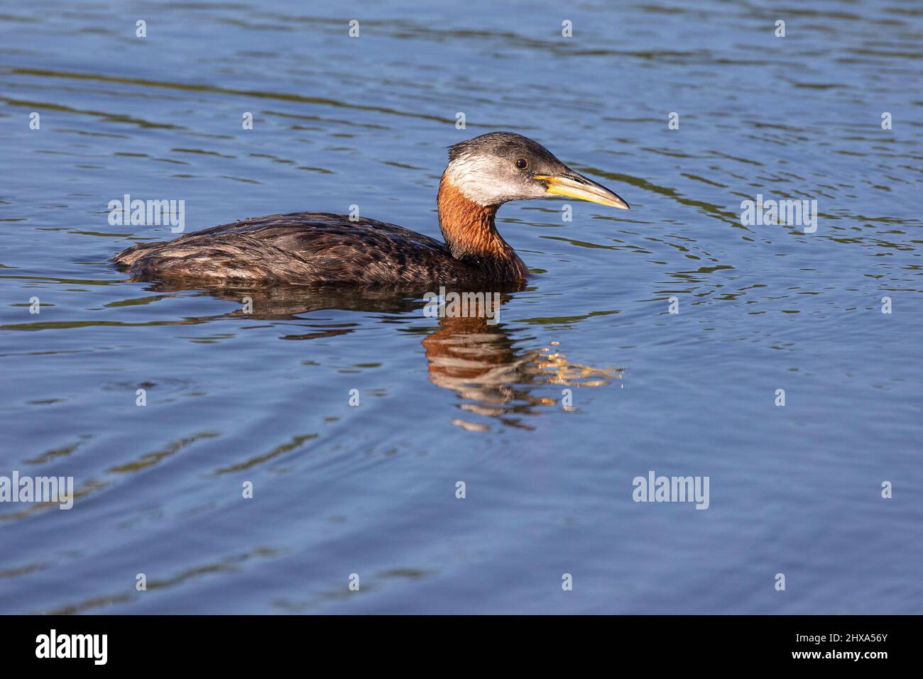Grebe de cuello rojo en plumaje de cría, nadando en el agua del estanque. Podiceps grisegena Foto de stock