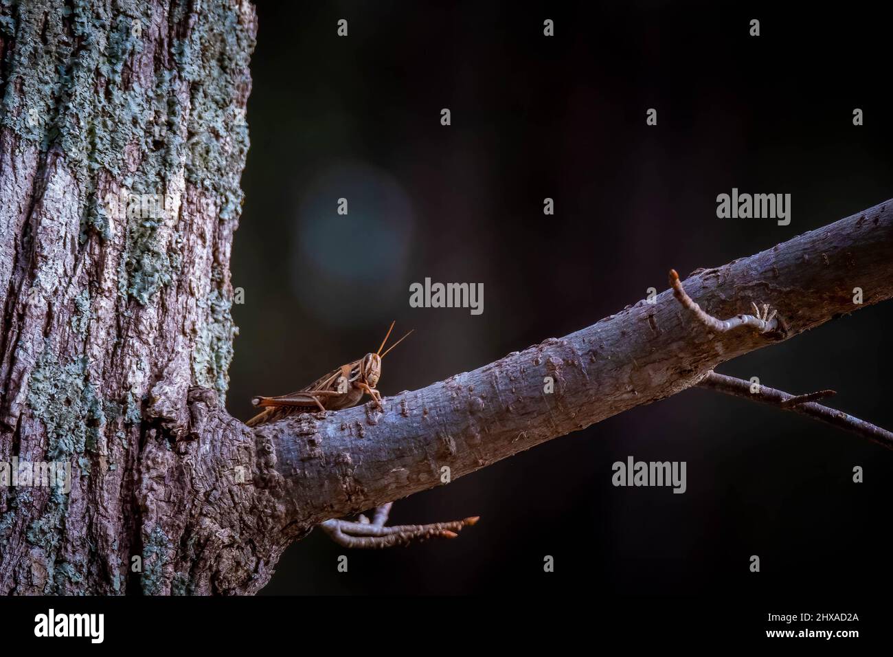 Un saltamontes de pájaros americanos (Schistocerca americana) colgando en un miembro del árbol como si fuera una ardilla. Raleigh, Carolina del Norte. Foto de stock