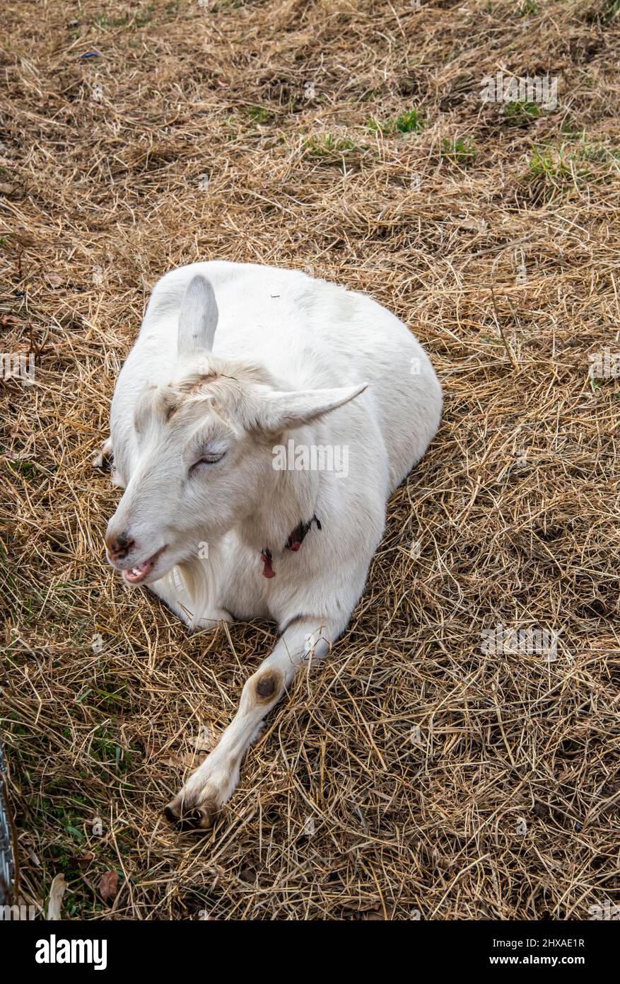 Las cabras en la granja Foto de stock