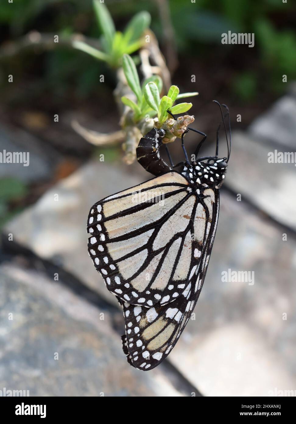 Mariposa monarca Danaus plexippus poniendo huevos en una planta de algas Foto de stock