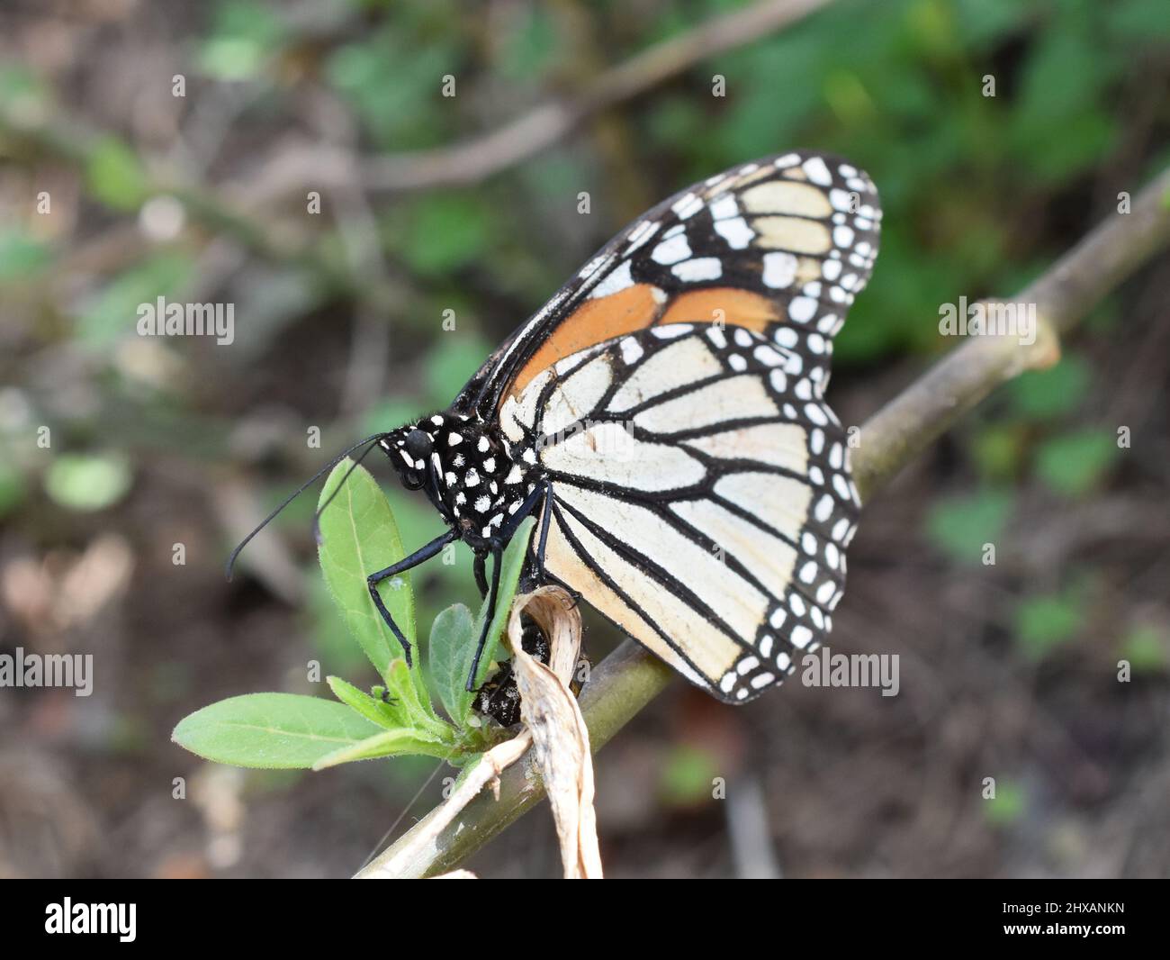 Mariposa monarca Danaus plexippus poniendo huevos en una planta de algas Foto de stock