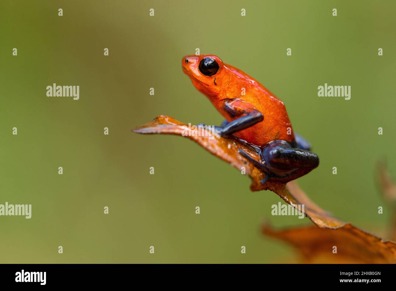 La rana venenosa de fresa (Oophaga pumilio, anteriormente Dendrobates pumilio) es una especie de rana venenosa de dardo Foto de stock
